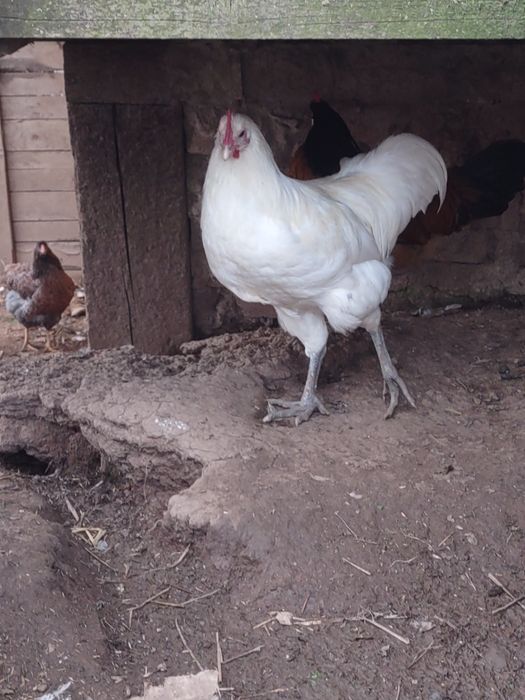 Australop biały ,kury ozdobne