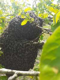 Enchames de abelhas