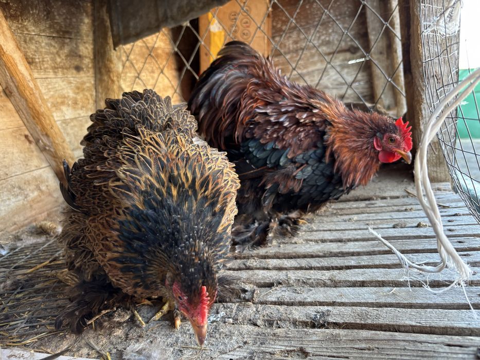 Півник і курочка кохінхін