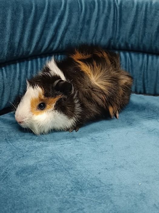 Świnki morskie mlode