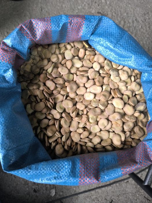 Na sprzedaż bób  bizon