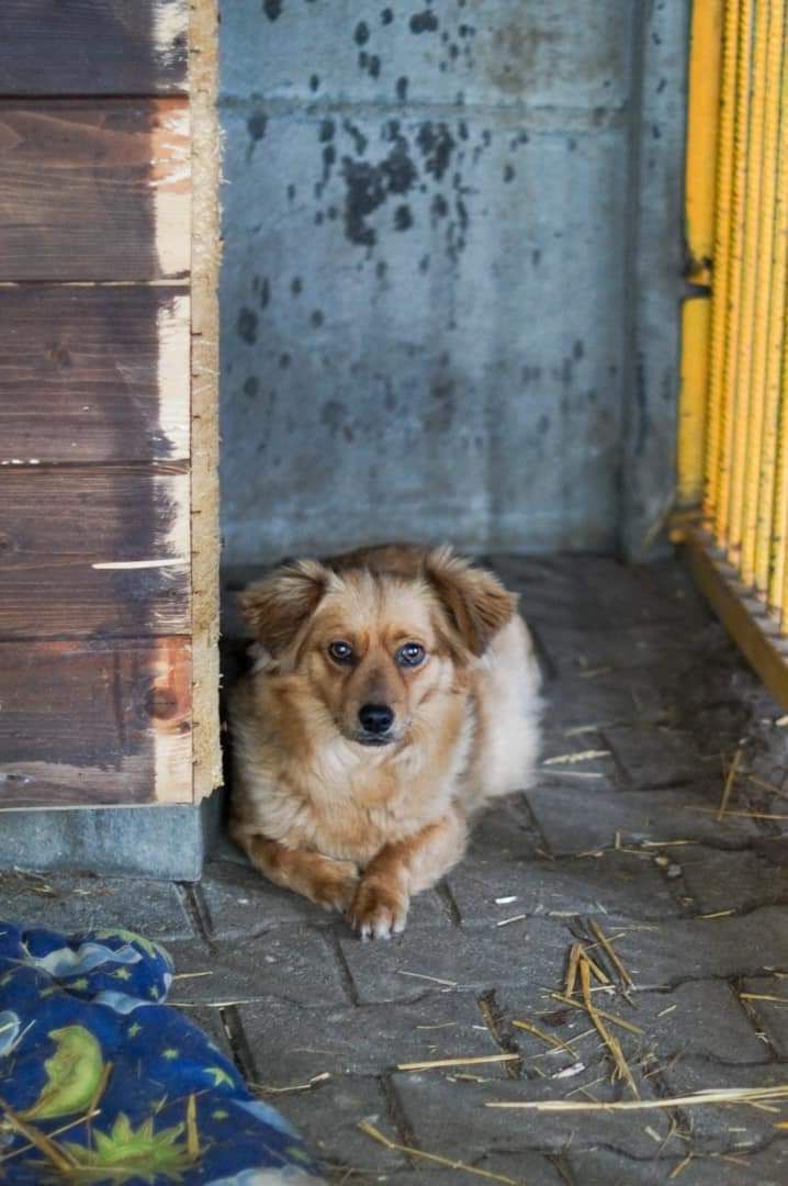 Maleńka 9 kg Inka szuka troskliwego, wyrozumiałego domu!