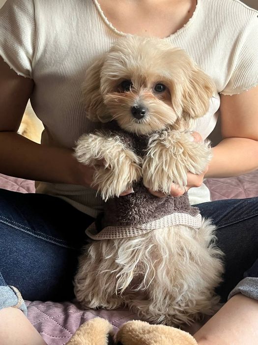 Мальтипу F1 эксклюзив.