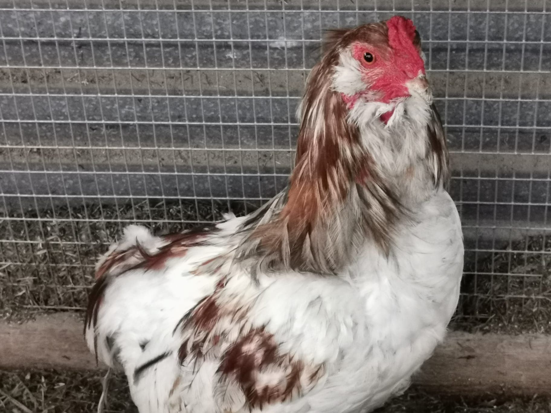 Kura kury aracuany naturalne ekologiczne araucany pisklęta