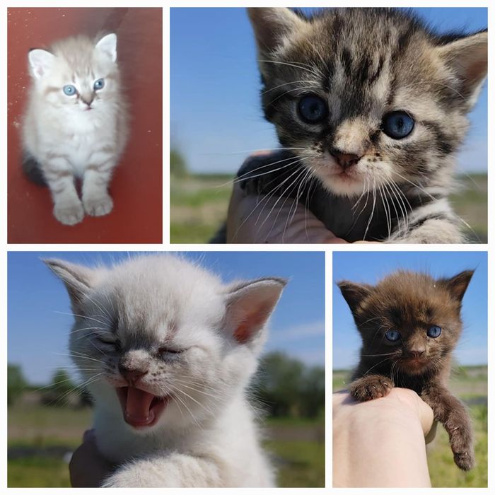 Котята ждут своих родителей