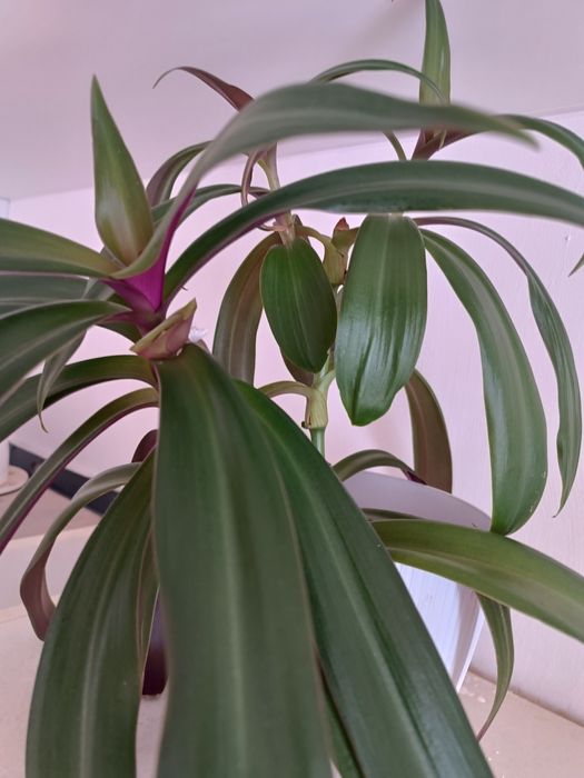 Традесканція рео