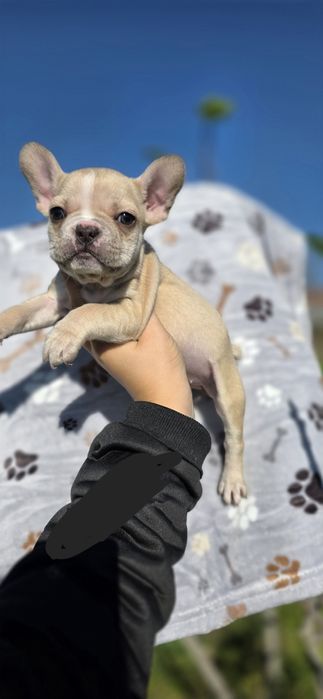 Buldogue Francês Fêmea Bege