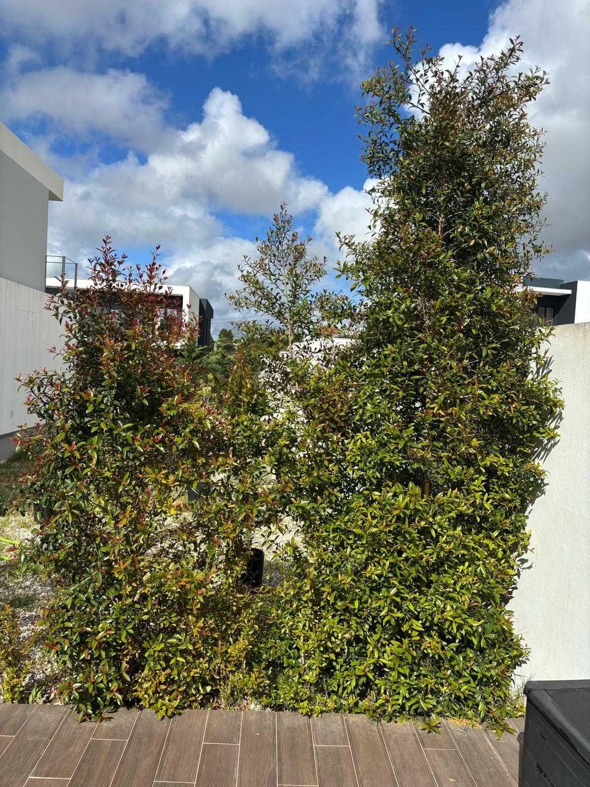 Eugenias, altura varias