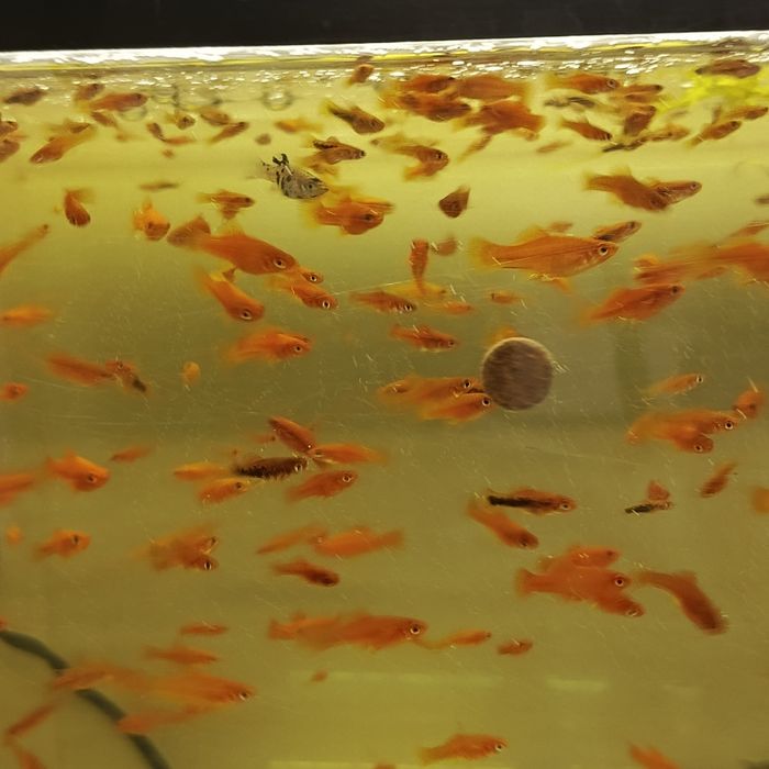 Sprzedam mieczyki młode