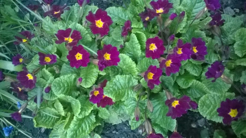 Рассада Цветов многолетних садовых . Саженцы . Цветы . Низкие цены.