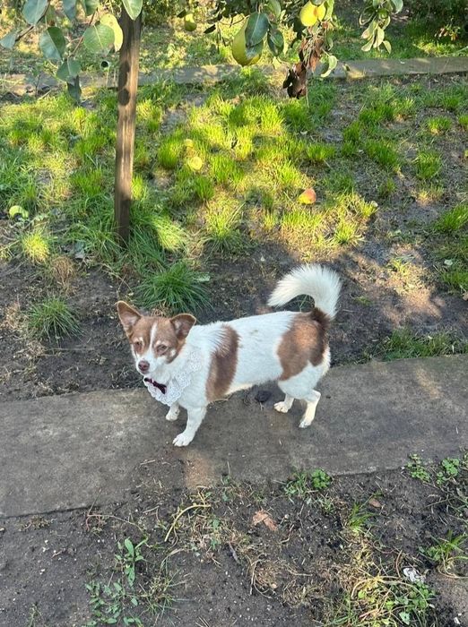 Отдам даром в добрые руки собачку метис маленькой породы