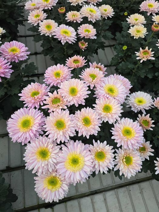 Piękne chryzantemy, sprzedaż prosto od ogrodnika.