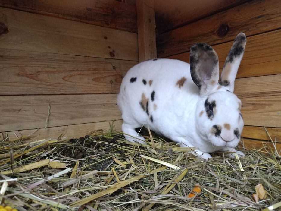 Królik REKS REX samica