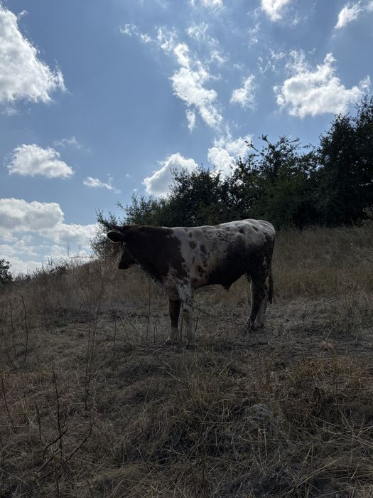 Продам бичка. Дніпропетровська область