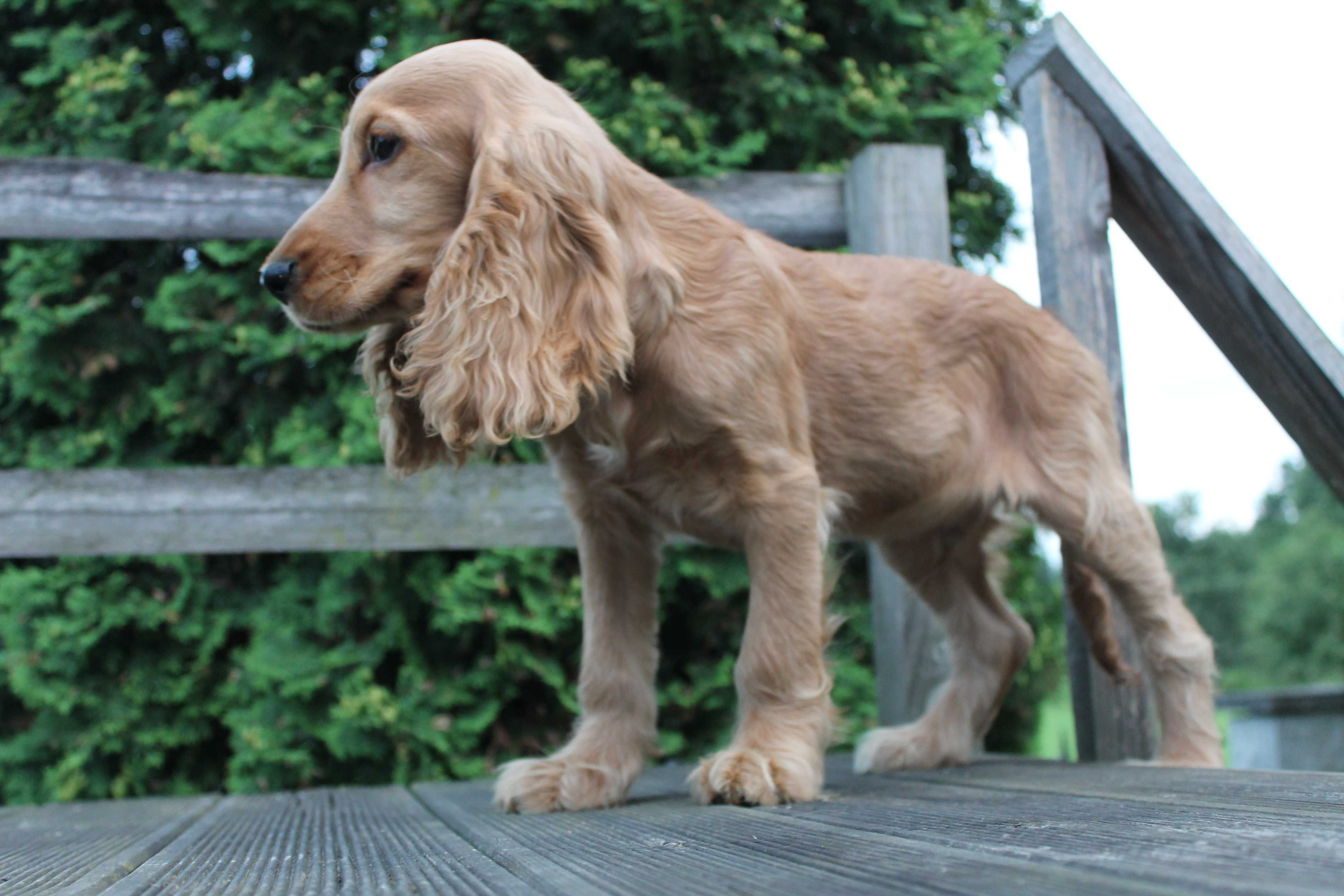 cocker spaniel śliczny piesek