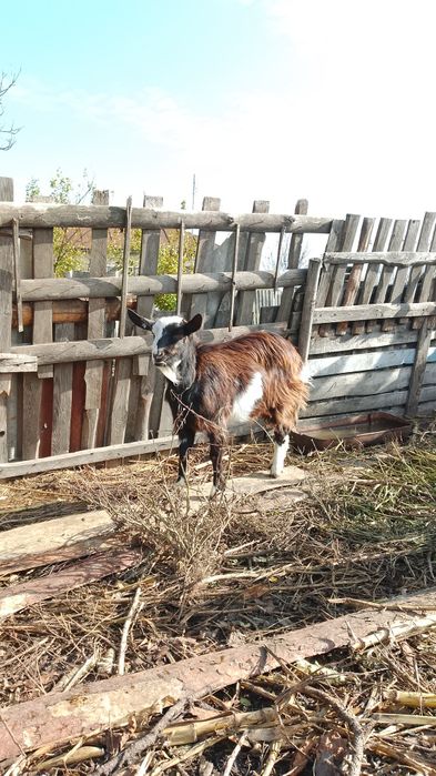 Продам молодых коз