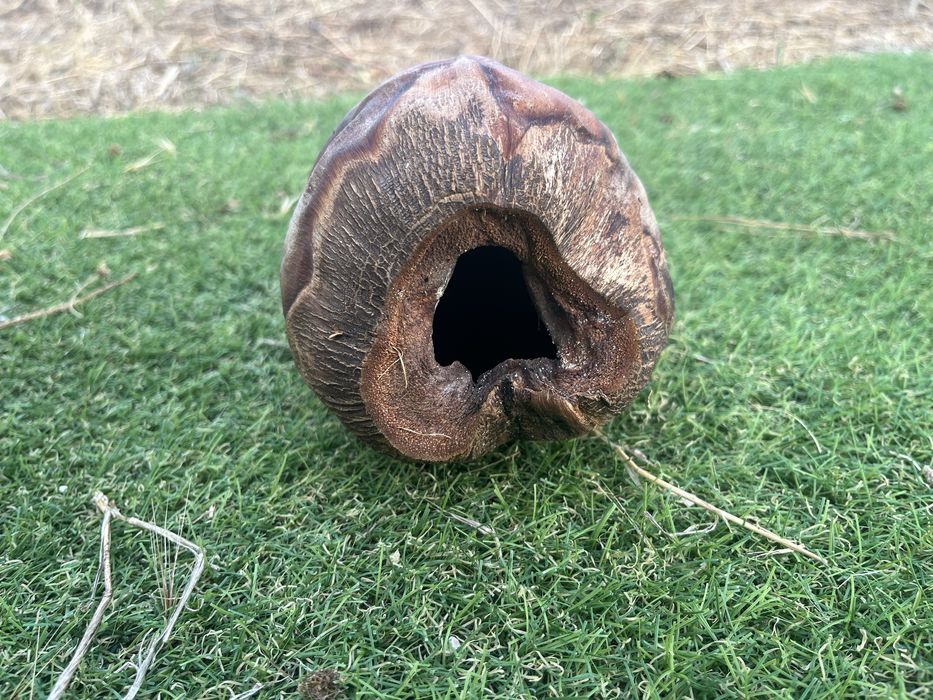 Cascas de coco para aquario ou terrario