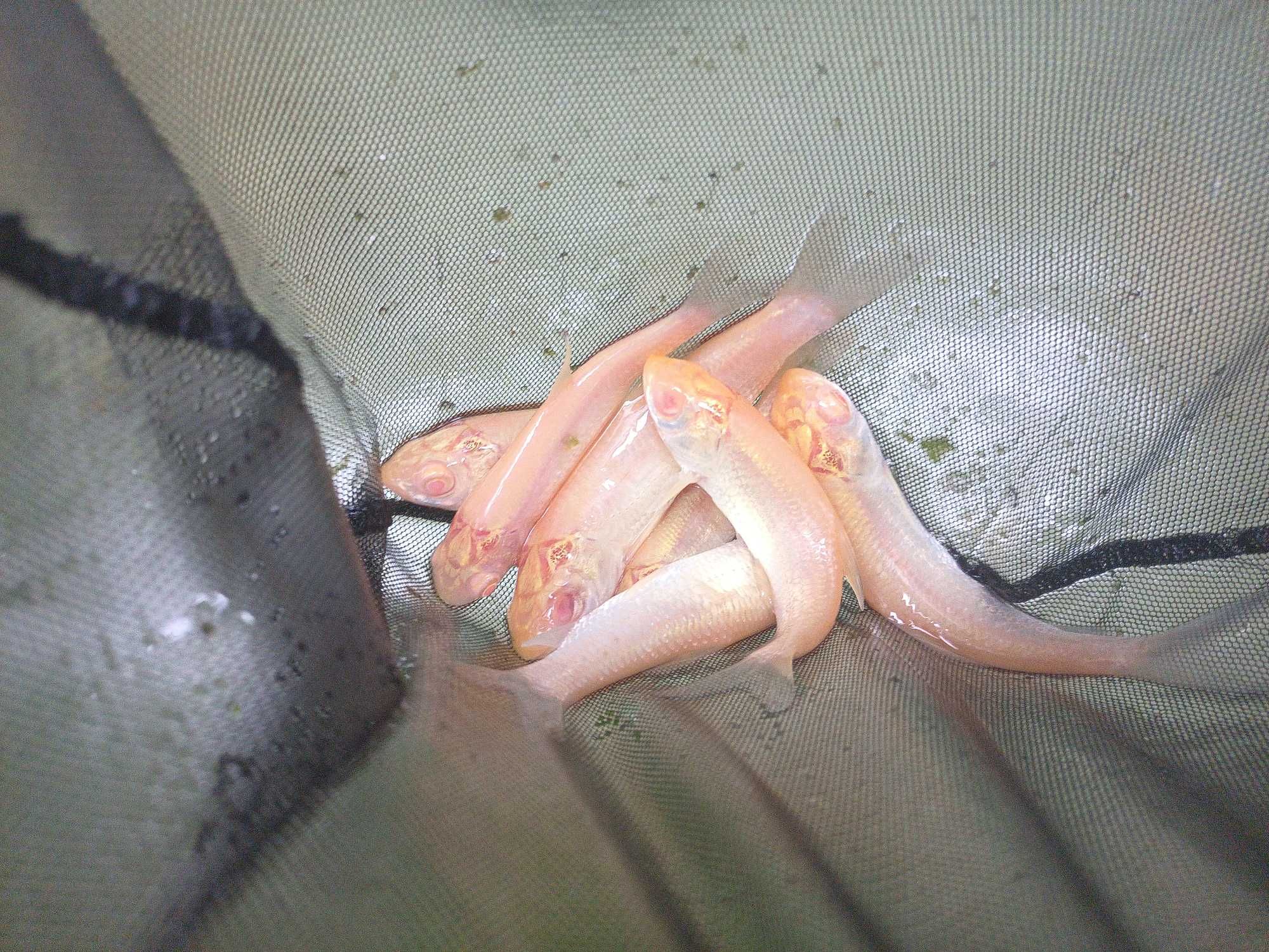 Amur Albinos do stawu oczka wodnego