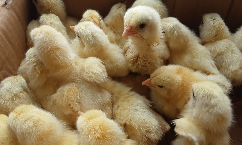 Циплята добові бройлер