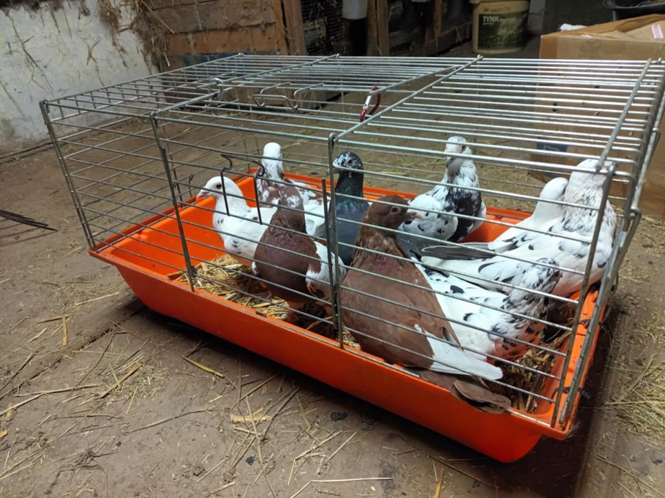 Gołębie Mulemansy Tygrysy Cena Za Pare
