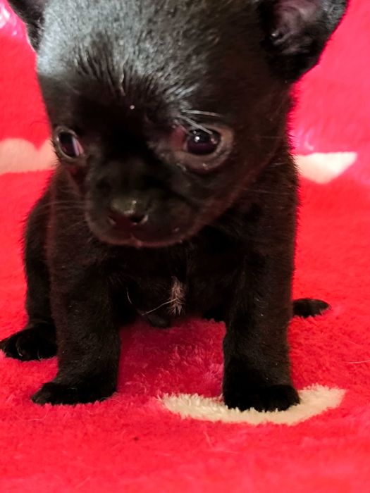 Chihuahua szczenięta krótkowłose(piesek)