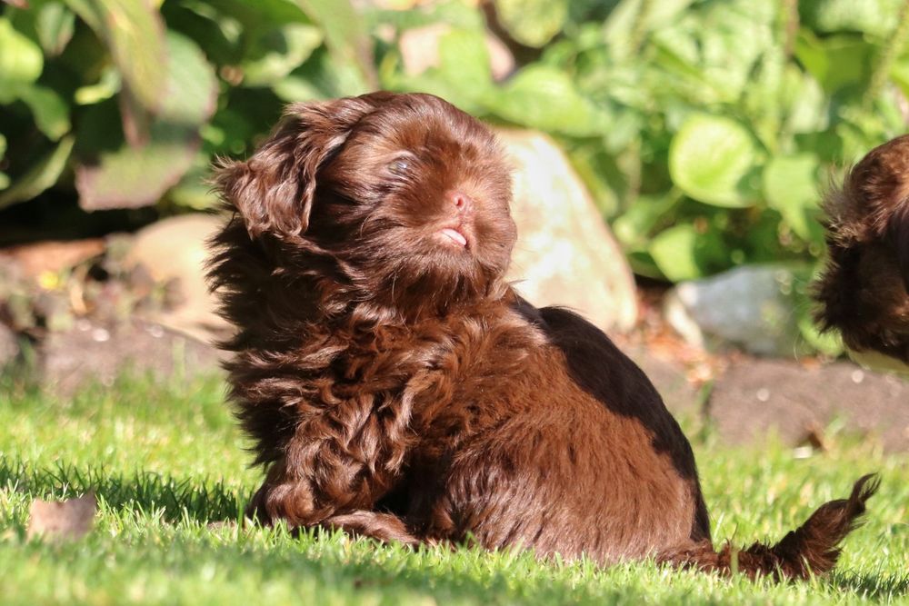 Piękny czekoladowy piesek shih tzu
