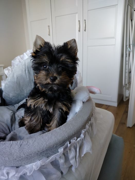 York yorkshire terrier piesek