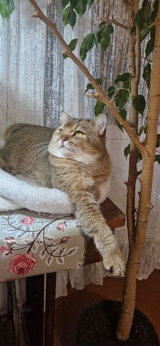 В'язка котів (кіт запрошує на зустріч)