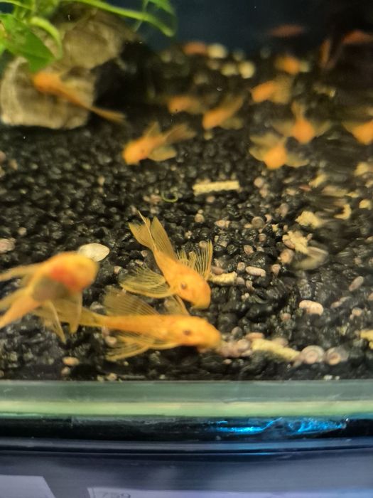 Ancistrus super red weloniasty , Kraków (Swoszowice)