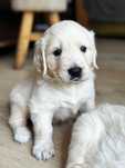 Golden Retriever piesek - przebadani, utytułowani rodzice ZKwP/FCI