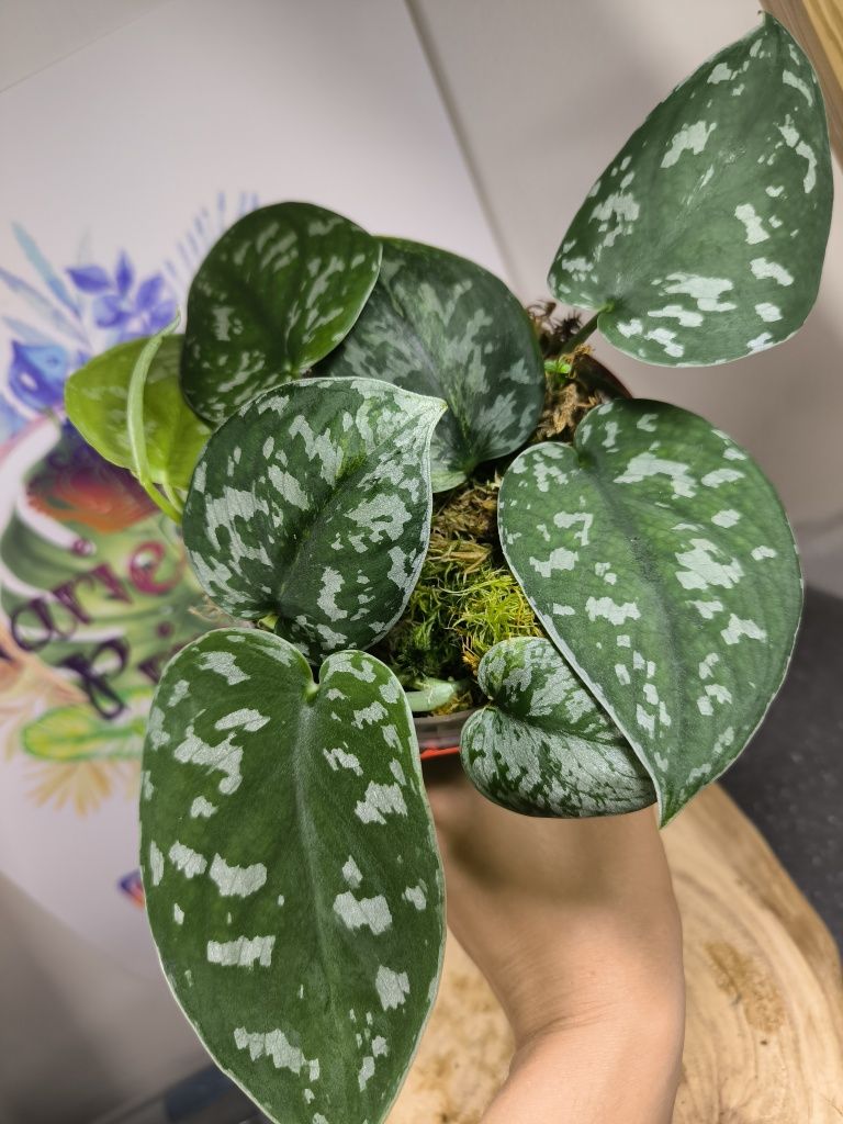 Scindapsus Pictus regress variegata scyndapsus