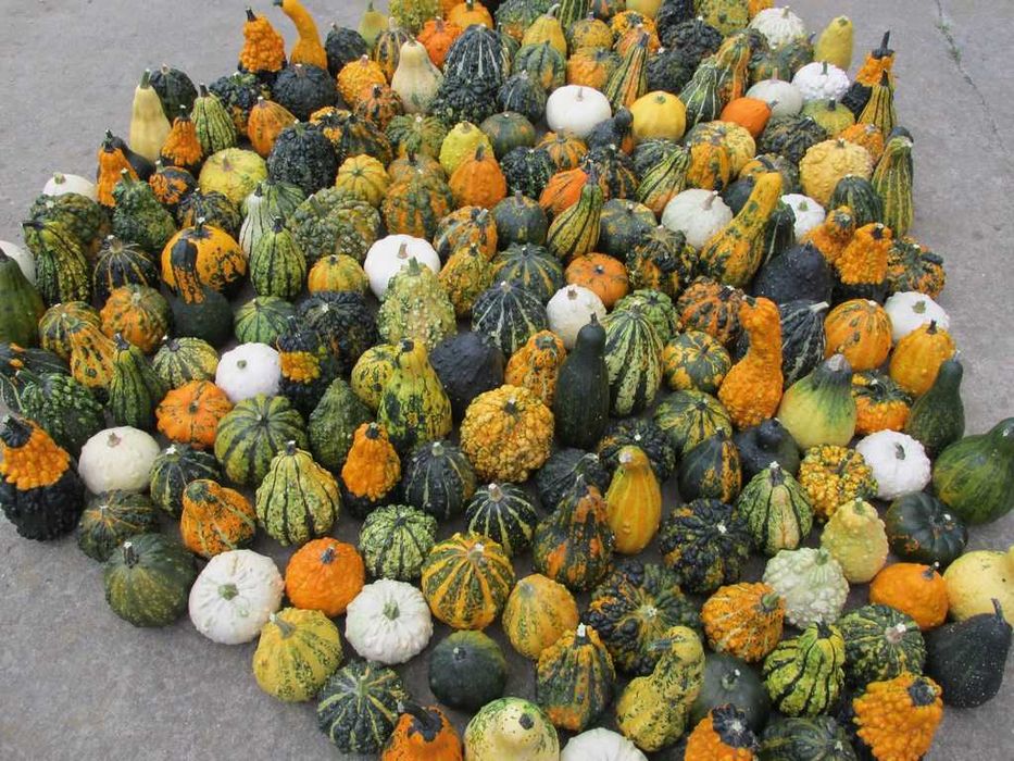 Ozdobna dynia - 18 szt - dekoracyjna