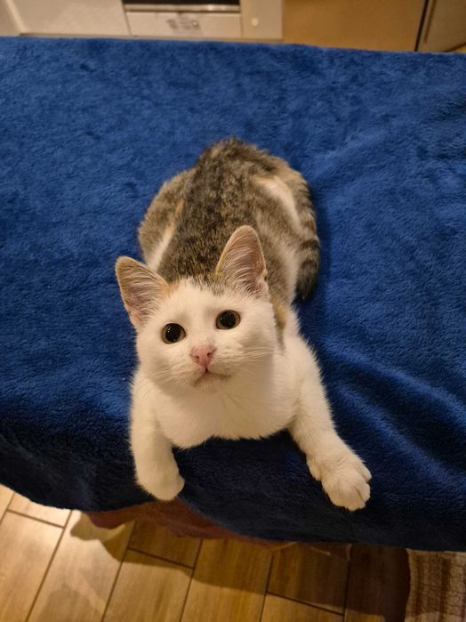 5 miesięczna trikolorka do adopcji