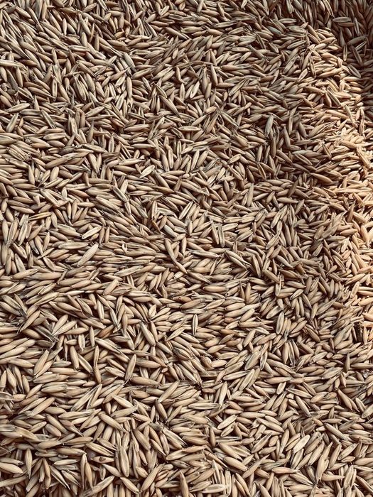 Sprzedam owies i żyto