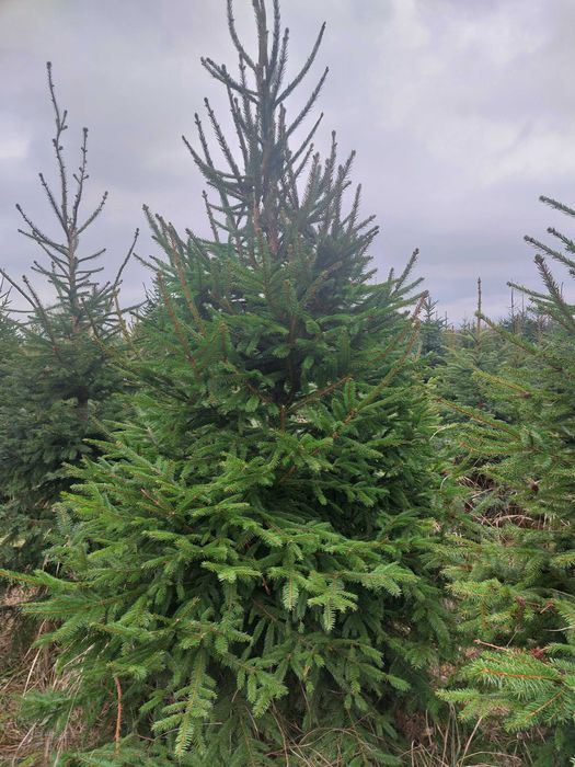 Świerk pospolity, choinki, gęste, formowane, hurt-detal