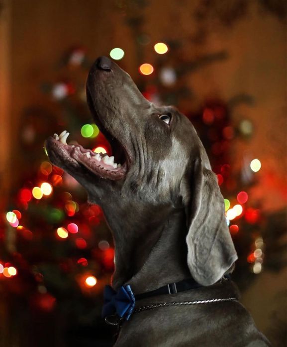 Wyżeł weimarski szczenie