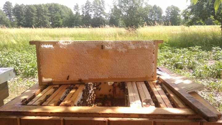 Miód naturalny Akacjowy 1,2 kg 2024 Dolina Bugu