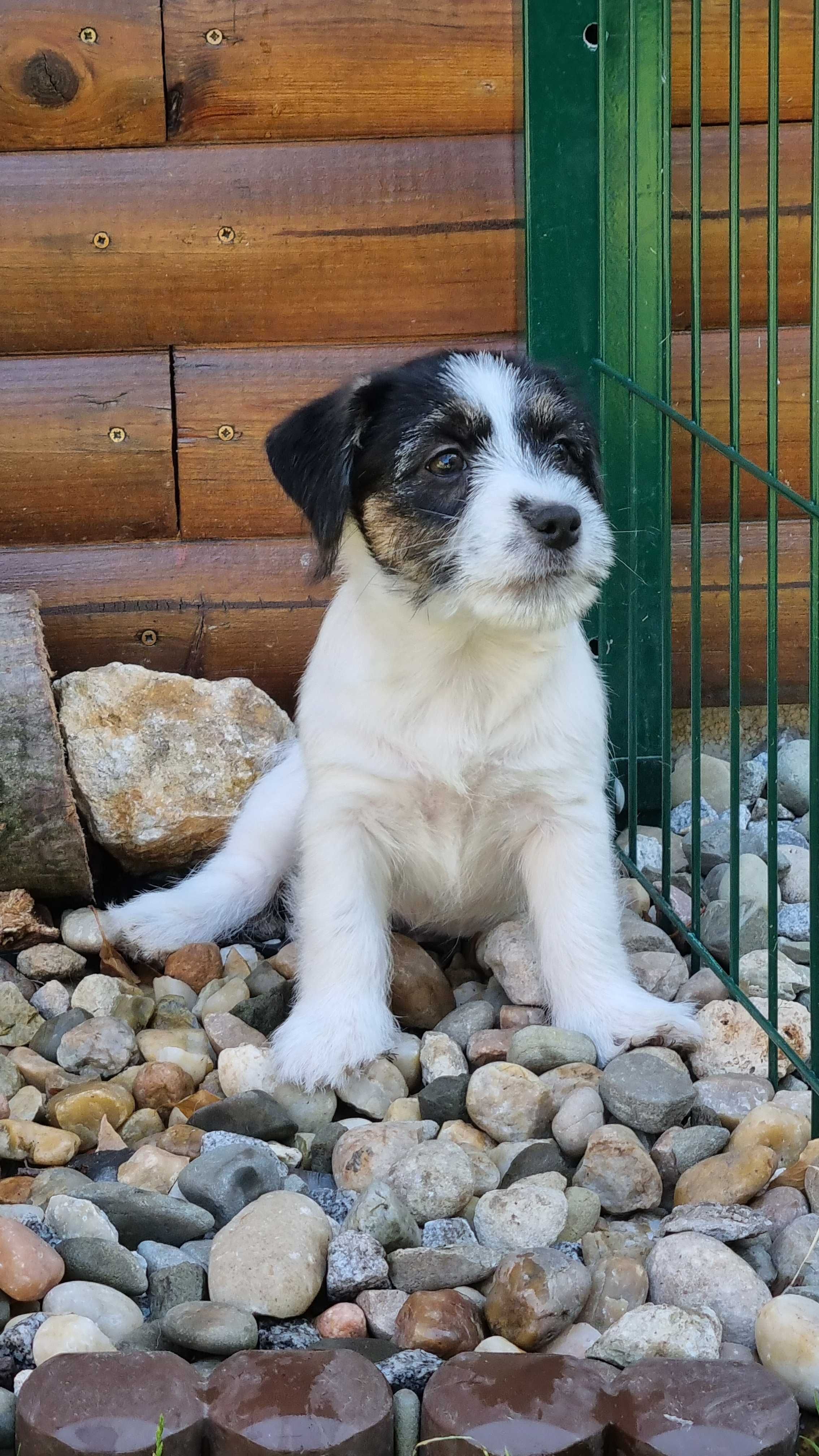 Jacek Russell Terrier FCI  ZKwP