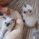 Ragdoll FPL Rodzeństwo Blue Mitted