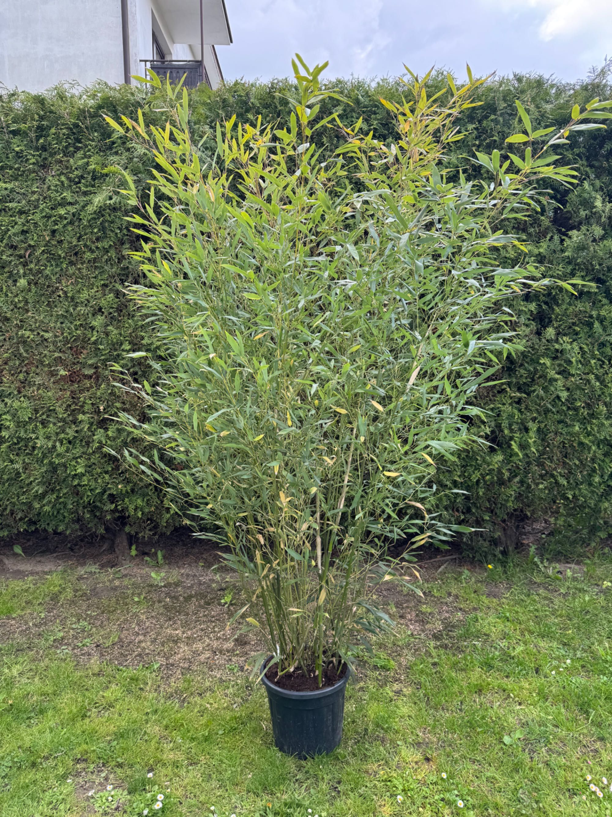 Bambusy Mrozoodporne, Fargesia, phyllostachys, zimozielone,żywopłot