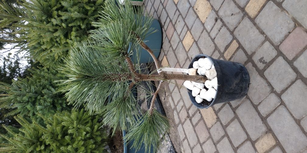 Сосна Pinus jeffreyi Joppi