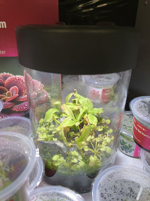 Aqua Art BivoVerde Tropical Rain 500ml MASSON