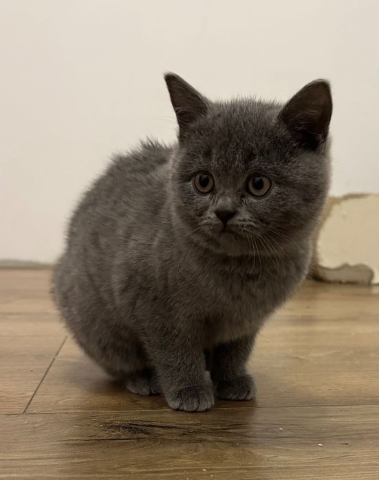 Kot brytyjski niebieski krótkowłosy z wyprawką, do odbioru