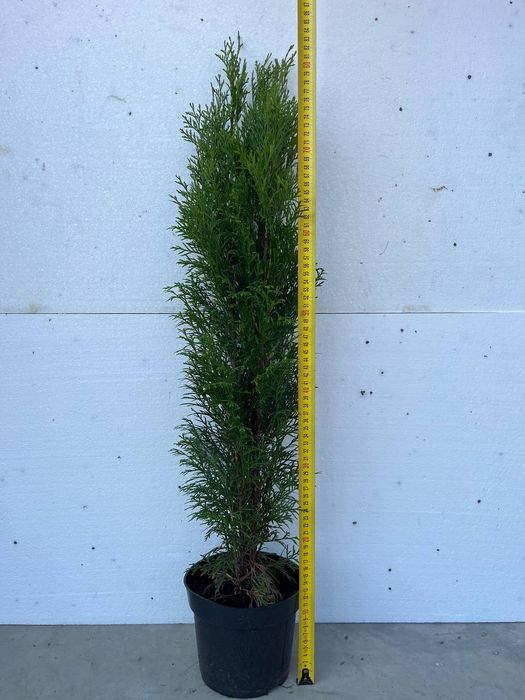 Tuja,Szmaragd,Bonsai,Spirale-P9-P11,60-200cm,prunus,irga