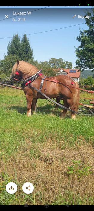 Sprzedam ogiera z licencją woj Podkarpackie