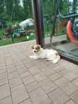 Oddam pieska w dobre rece