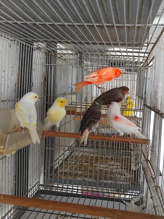 Casal amarelos mosaicos