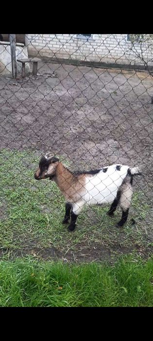 Продаю козлят, 2месяца , 2 козочки и 1 козёл
