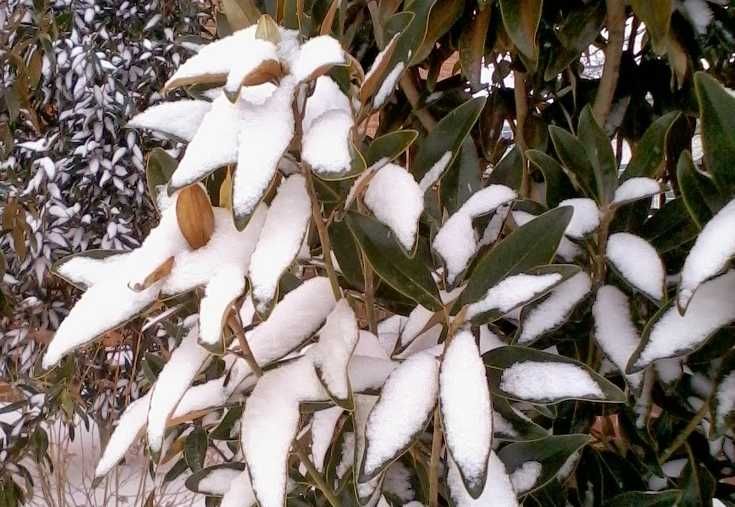 Magnolia grandiflora "Little Gem" zimozielona, pięknie pachnie