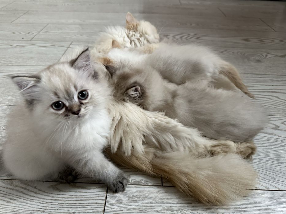 Британські 4 Кошенята для Люблячих Хазяів